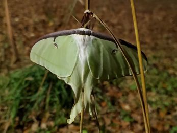 Actias_luna_175.jpg