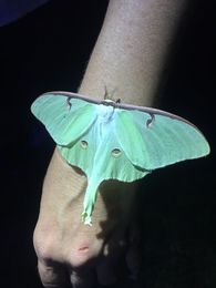Actias_luna_340.jpg