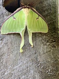 Actias_luna_359.jpg