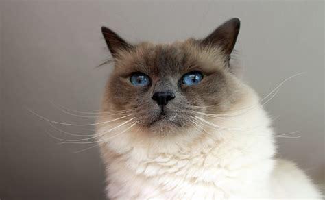 Birman cat