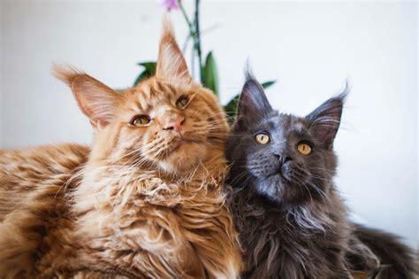 Maine Coon
