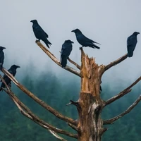 Feraidoon's profile picture