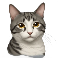 Hengyi Hong's profile picture