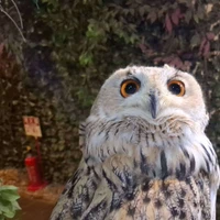 Chao's profile picture