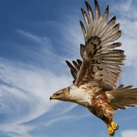 Peter Grant's profile picture